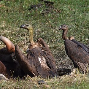 White-rumped Vultures at Gaur Carcass, Nagarahole Tiger Reserve, 19th November 2024
