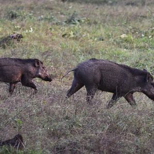 Wild Boar, Nagarahole Tiger Reserve, 19th November 2024