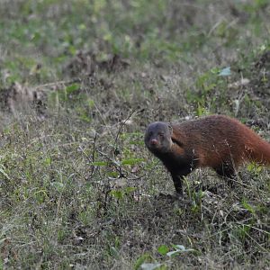 Stripe-necked Mongoose,  Nagarahole Tiger Reserve, 19th November 2024