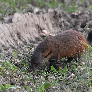 Stripe-necked Mongoose, Nagarahole Tiger Reserve, 19th November 2024
