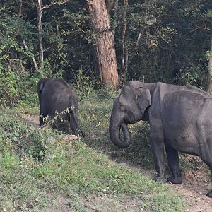 Indian Elephants, Nagarahole Tiger Reserve, 19th November 2024