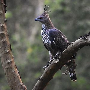 Changeable Hawk-Eagle, Nagarahole Tiger Reserve, 19th November 2024