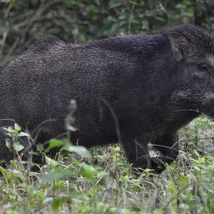 Wild Boar, Nagarahole Tiger Reserve, 19th November 2024