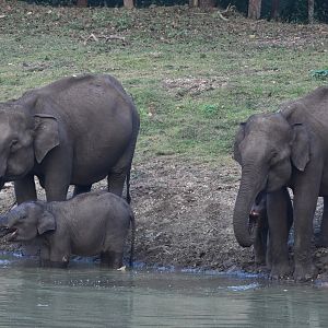 Indian Elephants, Nagarahole Tiger Reserve, 19th November 2024