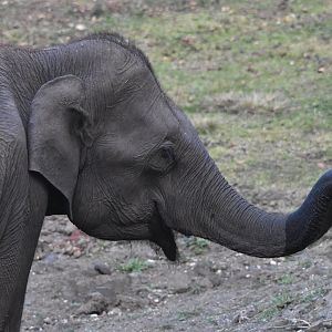 Indian Elephant, Nagarahole Tiger Reserve, 19th November 2024