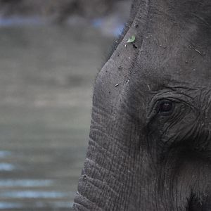 Indian Elephant, Nagarahole Tiger Reserve, 19th November 2024