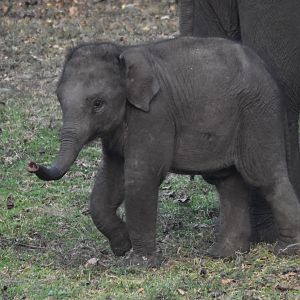 Indian Elephant, Nagarahole Tiger Reserve, 19th November 2024