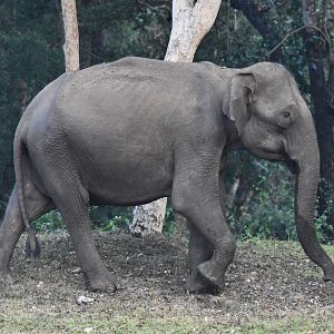 Indian Elephant, Nagarahole Tiger Reserve, 19th November 2024