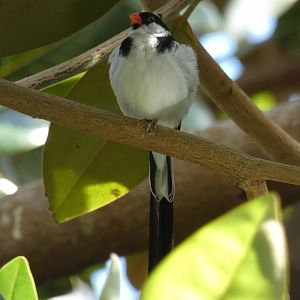 Pin-tailed whydah
