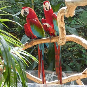 Carmen & Maria (Red-and-green macaw)