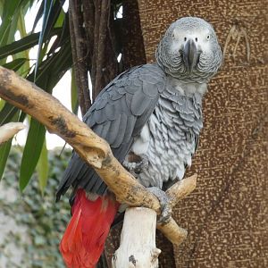 Rudy (African grey parrot)