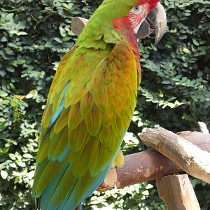 Valentine (Macaw hybrid)