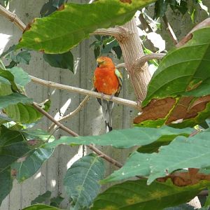 Red-rump parakeet