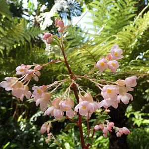 Fuchsia begonia