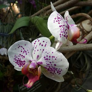 Moth orchid