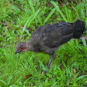 Australian Brush-Turkey chick