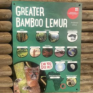Greater Bamboo Lemur Signage