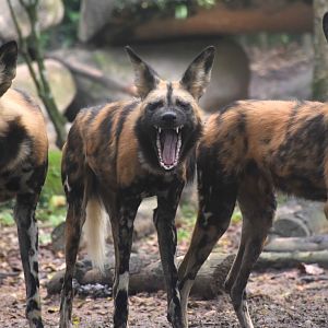 African Wild Dogs (Lycaon pictus)