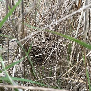 Harvest Mouse Nest, 3rd November