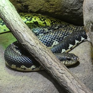Malagasy giant hognose snake