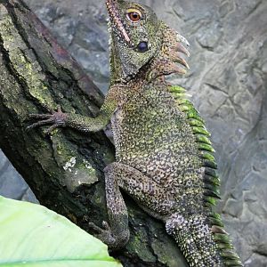 Crowned forest dragon