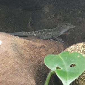 Cuban cave anole