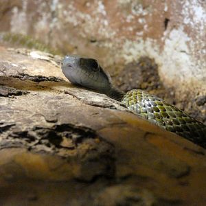 Japanese rat snake