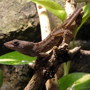 Cuban brown anole