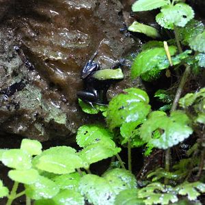 Folohy climbing mantella