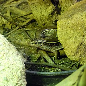 Karsten’s girdled lizard