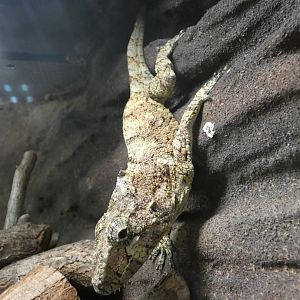 Western false chameleon anole