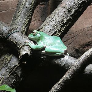 Chinese whipping frog