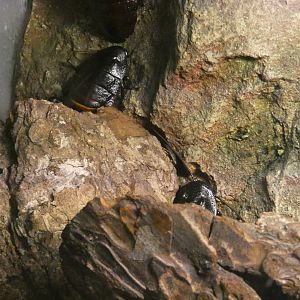 Wide-horned Madagascar hissing cockroach