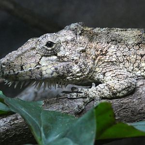 Western false chameleon anole