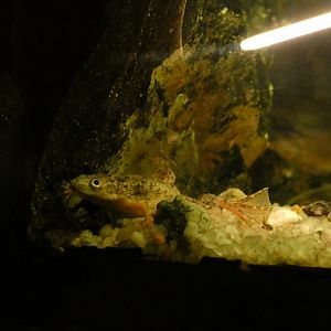 Merlin’s clawed frog