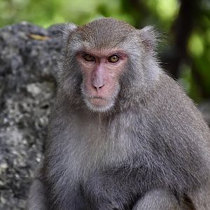 Formosan Rock Macaque (Macaca cyclopis)