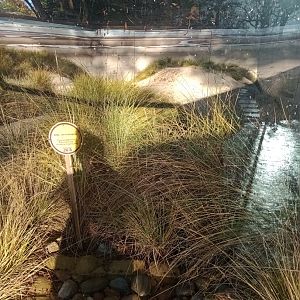 Sand lizard enclosure