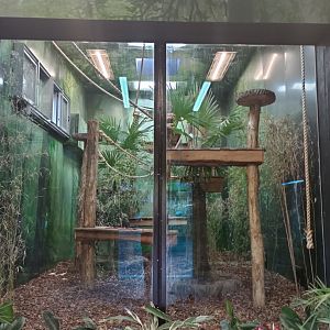 Song Of The Forest-Gibbon indoor quarters