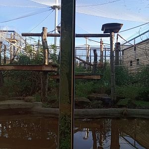 Song of The Forest-Gibbon outdoor exhibit