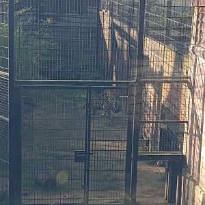 Kumal and Kedera, Jaguars (Panthers onca)