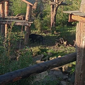Kyra, first sun bear to be born in the UK