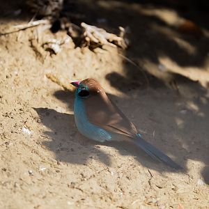 Red-cheeked cordon-bleu