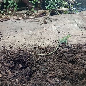 Eastern casquehead iguana