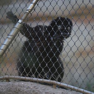 Blue-eyed Black Lemur