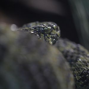 Mangshan Pit Viper