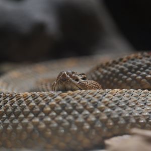 Aruba Island Rattlesnake