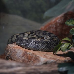 Ethiopian Mountain Adder