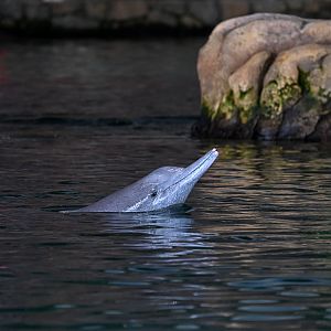 Indian Humpback Dolphin
