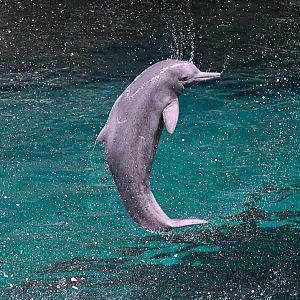Indian Humpback Dolphin