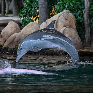Indo-pacific bottlenose dolphin